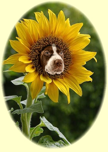 Happy Summertime