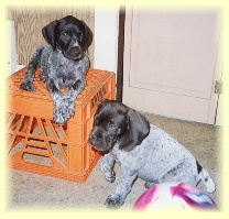 Pups on a crate.