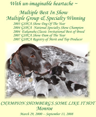Multiple Best In Show/Multiple BISS/National Specialty Champion Champion Shomberg's Some Like It Hot ROMX