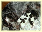 Annie with her pups