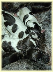 Closeup of pups.