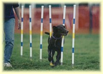 Polo during Agility Trials at Blue Ridge
