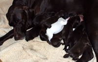 Maggie nursing her new born puppies.