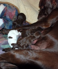 Maggie nursing her new born puppies.