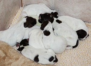 Monroe and Shain's New Born Puppies