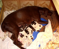 Cortina with her new puppies
