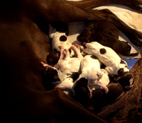Cortina with her new puppies