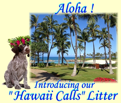 Hawaii Calls Litter