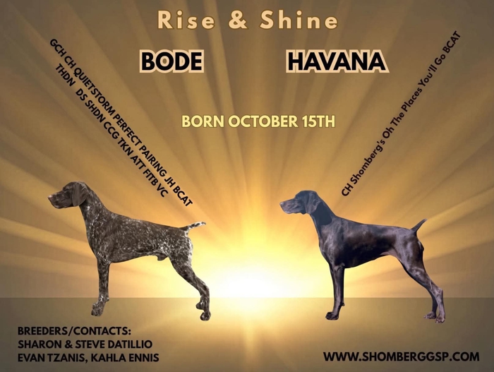 Shomberg's Rise and Shine Litter 2026